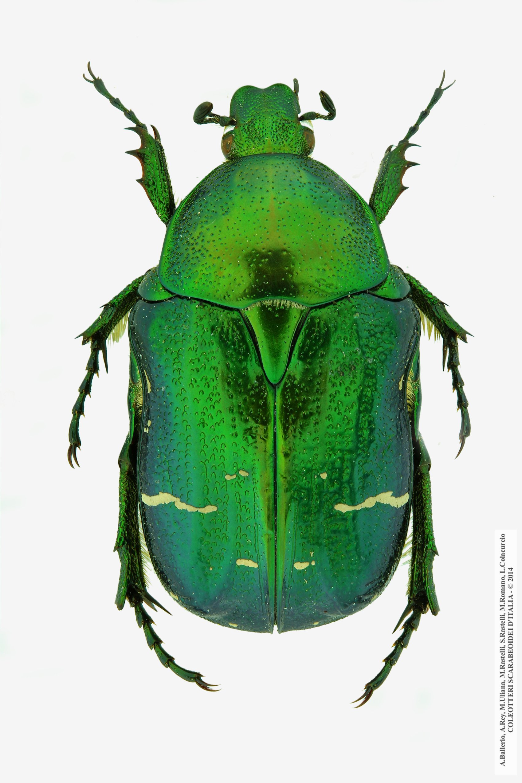 Cetonia aurata aurata